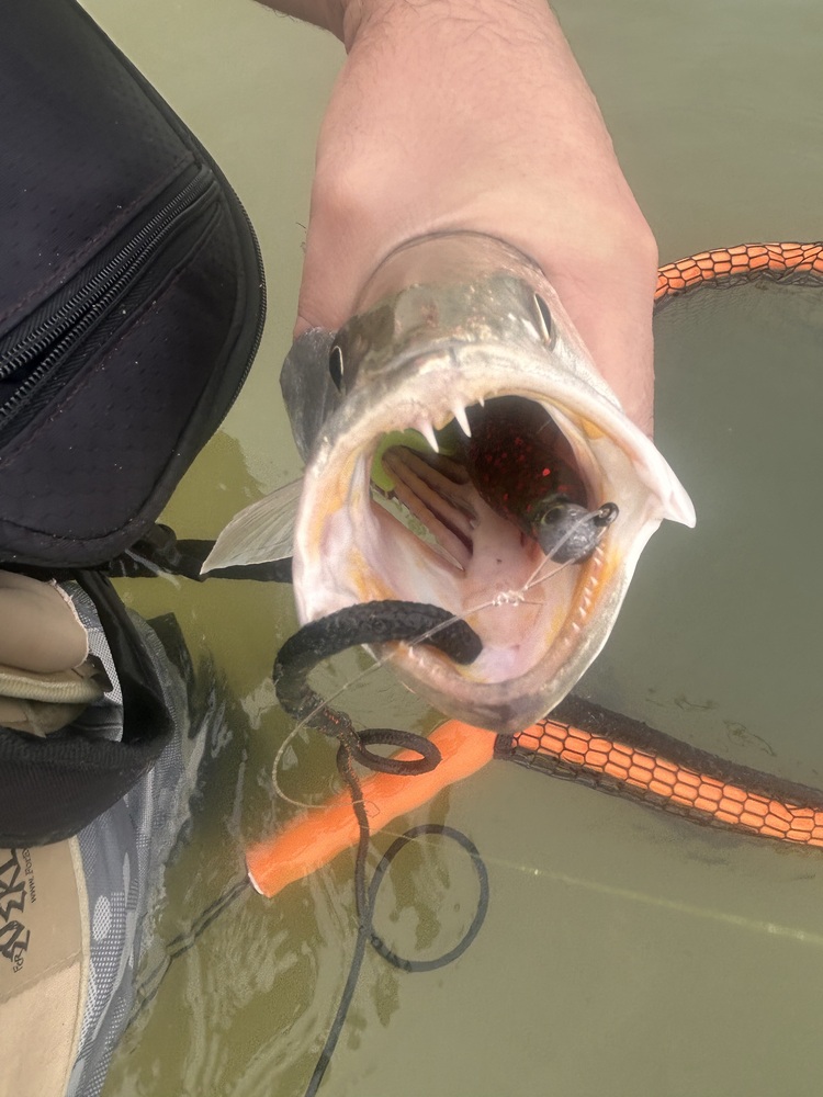 agm lure fishing LINDY DARTER REDTAIL 2 3/4