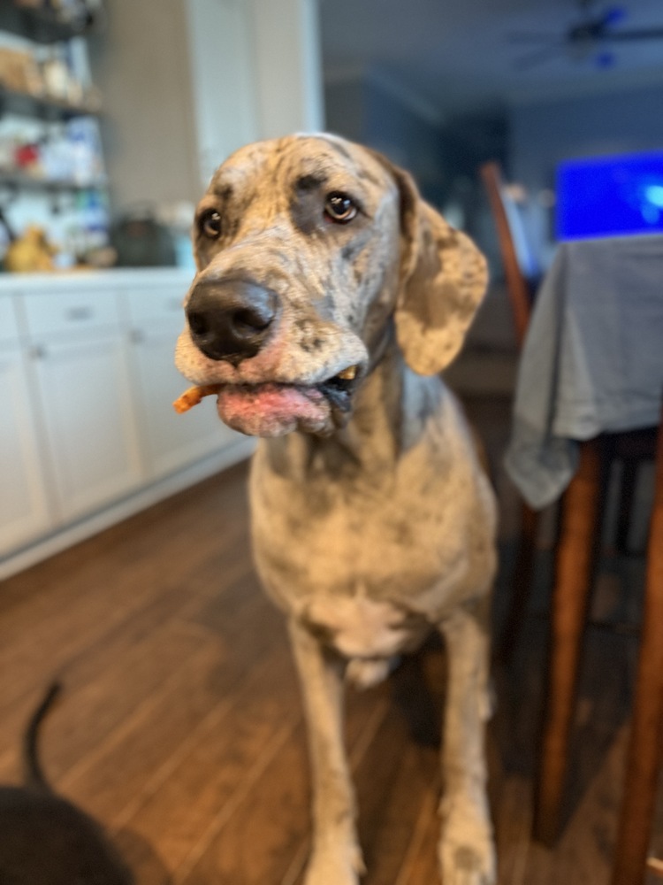 Alaskan Cod Treats