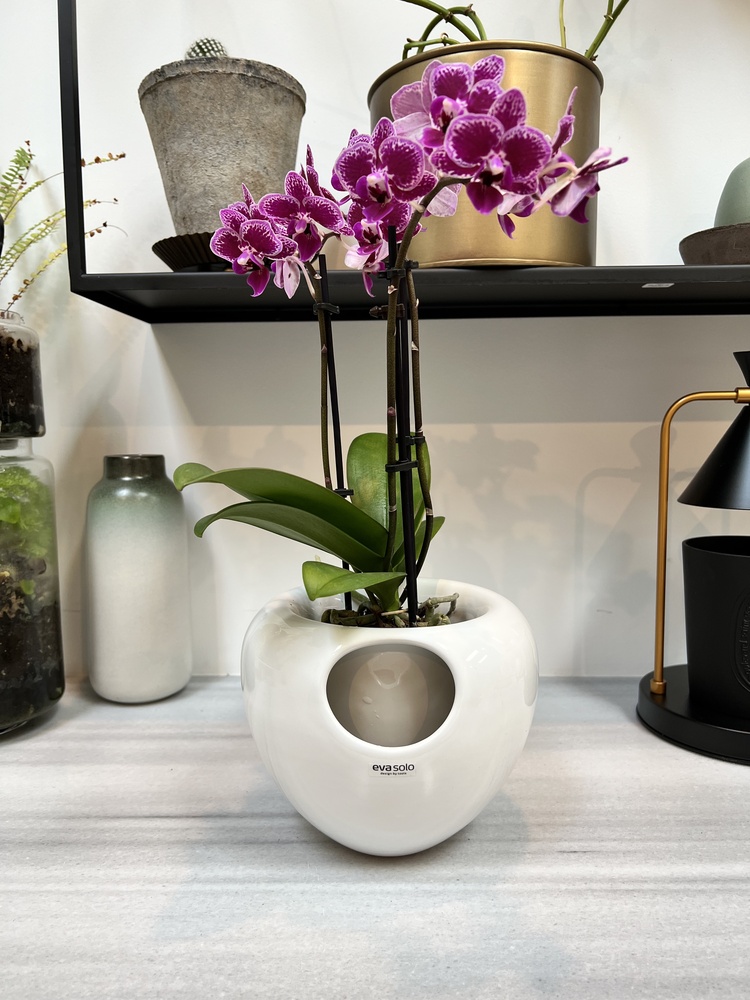 Orchid Pot for Sale | US Orders Ship Free | Cribsi
