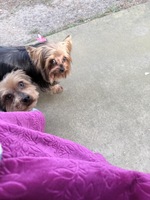 Last hope