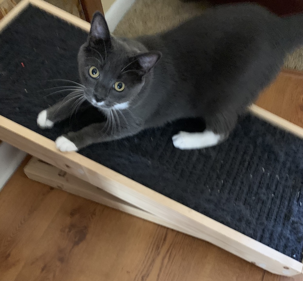 Scratchy ramp outlet for cats