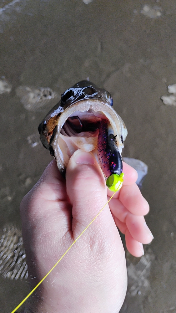 A.M. Fishing Home