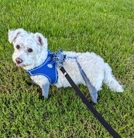 Converse Paw Stars Booties — All Season Dog Shoes — Sweetie B Petwear