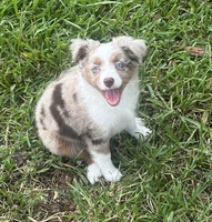 My mini Aussie Maddie