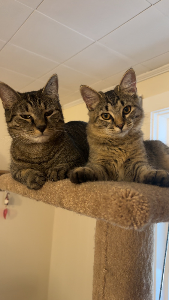 TheraPet Cats Refills – TheraPetMD