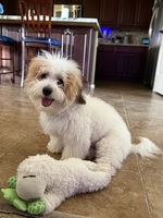 Puppy approved!