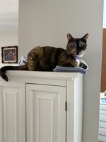Cats?!