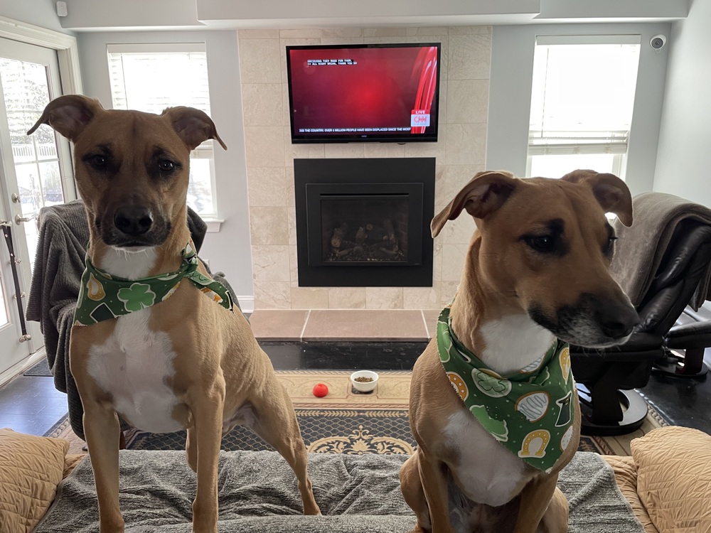 Pork and Apple Treats