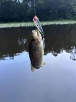 blooper fishing lure Barracuda For a slower and more subtle approach PoPobait Topwater Bass Whopper Plopper