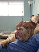 Preview image for Our English Bulldog is happier