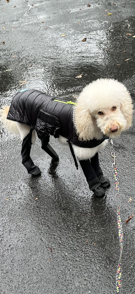 Dog snow outlet pants with boots