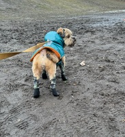 All In One Suspender Dog Boot Leggings Never lose a dog boot again Walkee Paws